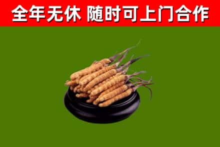 青铜峡烟酒回收冬虫夏草.jpg
